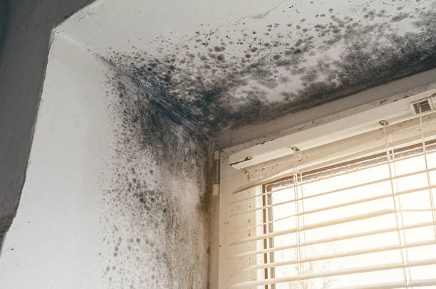 Trusted Black Mold Removal service in Fayetteville, TN - Cheap Mold Removal